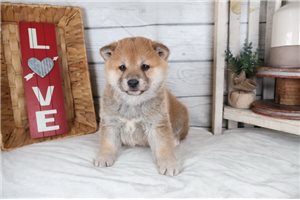 Yamato - puppy for sale