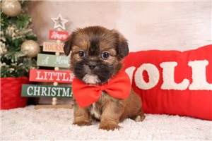 Ezra - Shiffon for sale