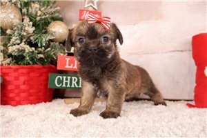 Evie - Shiffon for sale