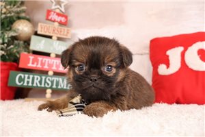 Ewan - Shiffon for sale