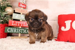 Everett - Shiffon for sale