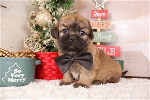 Ezekiel - Shiffon for sale