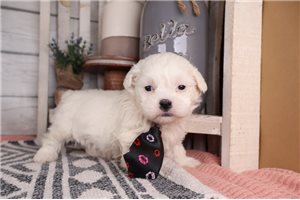 Bradford - puppy for sale
