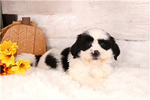 Tasmanian - Shih-Poo for sale