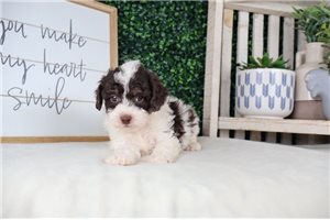 Matthew - puppy for sale