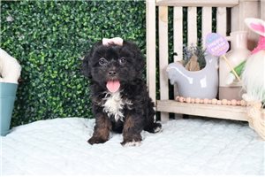 Calliope - puppy for sale