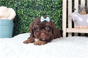 Cassidy - Shih-Poo - Shihpoo for sale