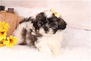 Taya - puppy for sale