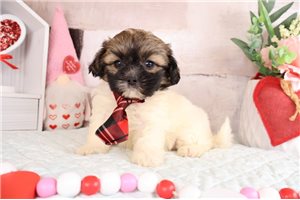 Esteban - Shih-Poo - Shihpoo for sale