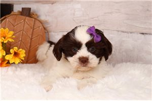 Tayla - puppy for sale