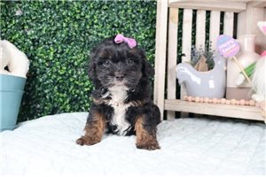 Colette - puppy for sale
