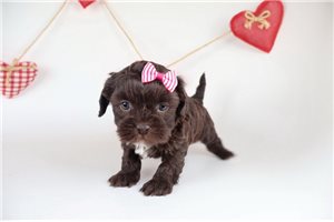 Bliss - Shih-Poo - Shihpoo for sale