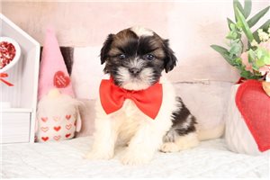 Edward - puppy for sale