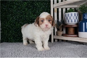 Sage - puppy for sale