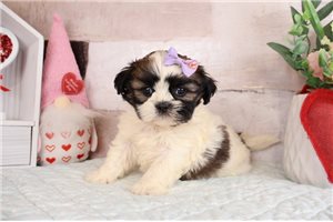 Emily - puppy for sale