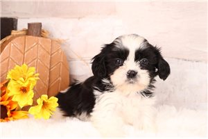 Taron - Shih-Poo for sale