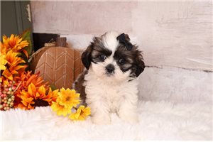 Taylor - puppy for sale