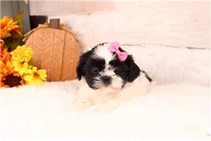 Tasha - Shih-Poo - Shihpoo for sale
