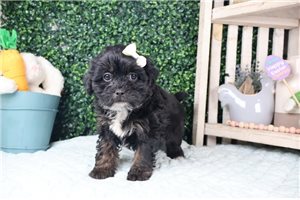 Clementine - Shih-Poo - Shihpoo for sale