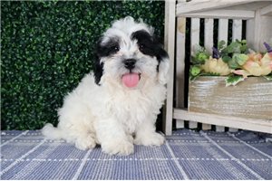 Bowie - Shih-Poo - Shihpoo for sale