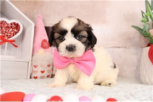 Elliott - Shih-Poo - Shihpoo for sale