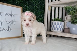 Maeve - puppy for sale