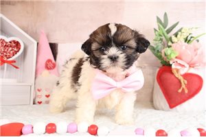 Eric - puppy for sale