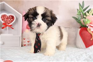 Emmett - puppy for sale