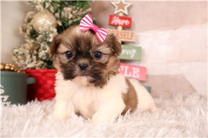 Gloria - Shih Tzu for sale