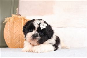 Tallulah - Shih Tzu for sale