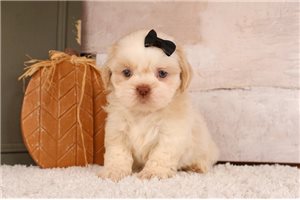 Taka - puppy for sale