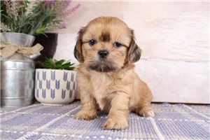 Wagner - puppy for sale