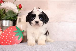 Dibby - puppy for sale