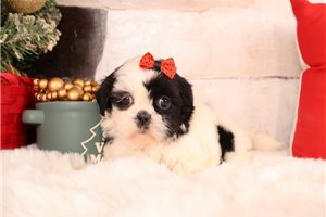 Donatella - Shih Tzu for sale