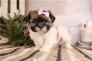 Harlow - Shih Tzu for sale
