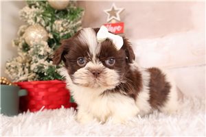 Genevieve - Shih Tzu for sale
