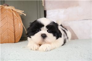 Timmy - puppy for sale