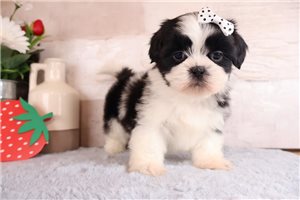 Dewdrop - puppy for sale