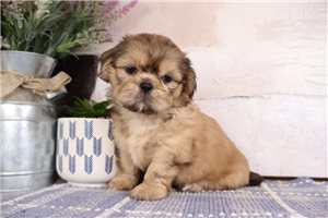 Wade - puppy for sale