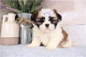 Kayla - puppy for sale