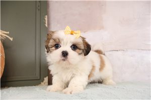 Trudy - Shih Tzu for sale