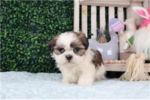 Callum - puppy for sale