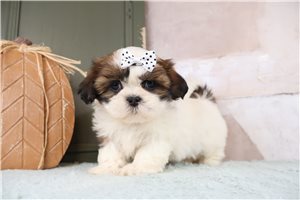 Trixie - puppy for sale