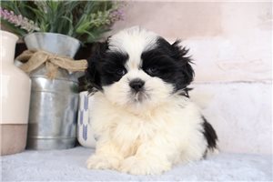 Knox - puppy for sale