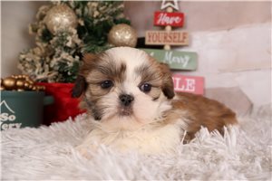 Garrett - Shih Tzu for sale
