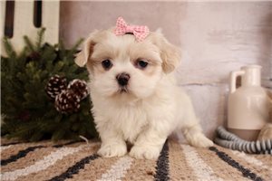 Harmony - Shih Tzu for sale
