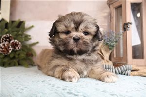 Nole - Shih Tzu for sale