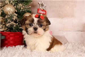 Grace - Shih Tzu for sale