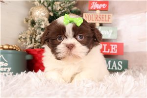 Genesis - Shih Tzu for sale