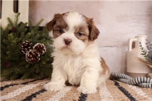 Henry - Shih Tzu for sale